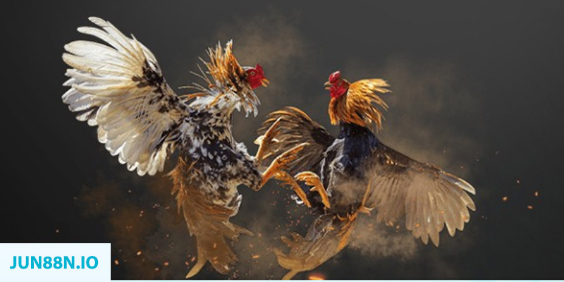 w88 ax đá gà trực tiếp hôm nay